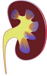 kidney | Children Central 