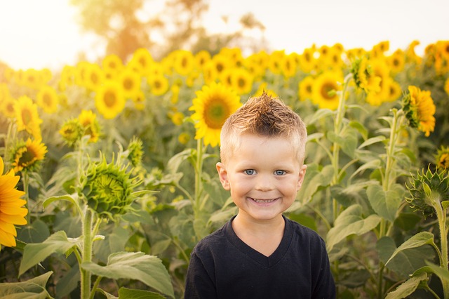 preschool child in sunflower field